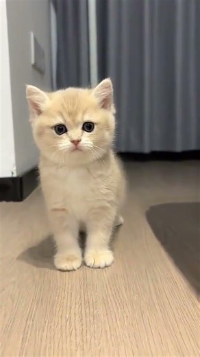 my cat cute 😻💕😹 #CatCareCoach #cathealth #felinehealth #shortsvideo #funnycats