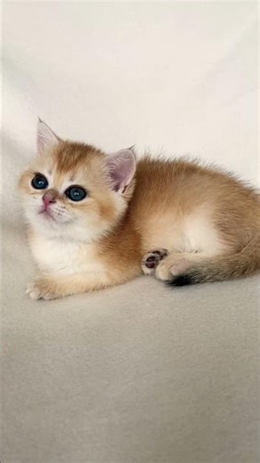 Golden Chinchilla British Shorthair 😻✨ | ny11 | Pure Elegance #britishshorthair #kitten #cat