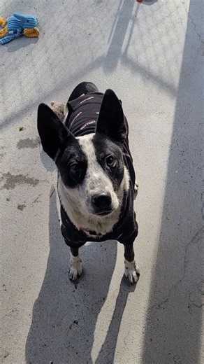 Isn't Silver Bell super cute in her sweater? This pretty girl is available for adoption 💕 Silver Bell is a 2 year old, spayed female, Heeler mix, 27 pounds. Silver Bell would do best in a home without cats or small animals and does require a meet and greet with dogs. YES! WE ADOPT OUT OF STATE! Sevier County Humane Society 959 Gnatty Branch Road Sevierville, Tn. 865-453-7000. www.sevierhumane.org Open Tuesday thru Saturday 12-5 . “The Little Shelter with a Big Heart” #adoptdontshop #adoptashelt