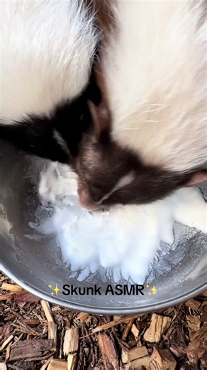 We usually say no to dairy products in our donations area, however our skunks are one of the few animals at the park that can enjoy a little sweet treat once in a while! 🤩 Here we have sisters Oreo & Fudge enjoying some yummy Greek yoghurt 😋 #skunk #greenacresanimalpark #northwales #foryoupage❤️❤️ #placestovisit