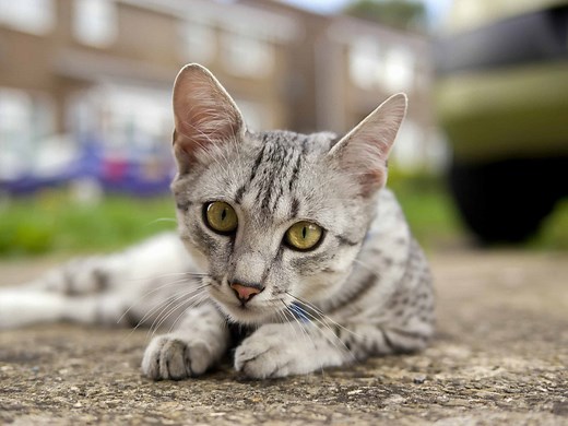Feline Distemper and How To Keep Your Cat Safe
