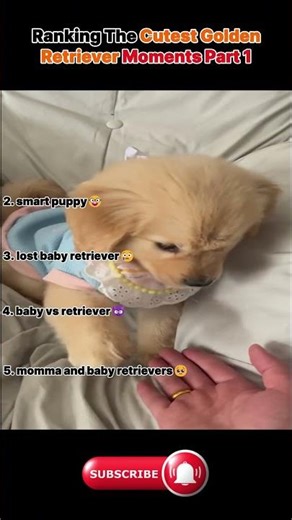 would you want these dogs as your pet?