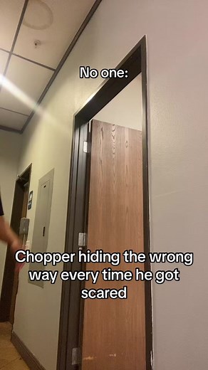 Chopper Hiding Compilation | Funny One Piece Moments