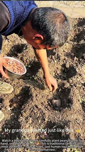 Farmer Hand-Plants Peanut Seeds for Future Harvest! 🌱