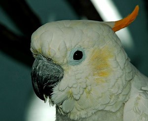 Citron crested cockatoo - Alchetron, the free social encyclopedia