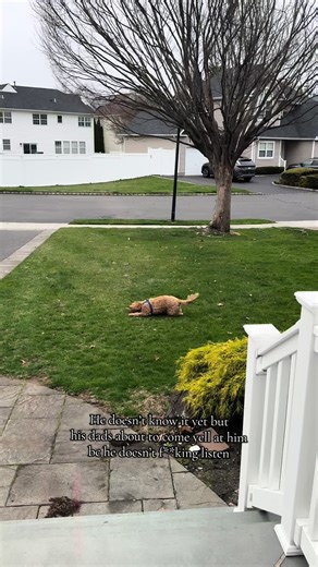 Cavapoo Rolls in Goose Poop, Dad Furious! 🤣