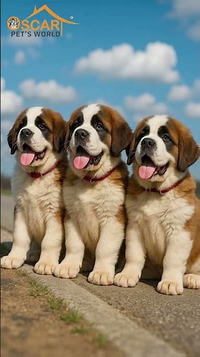 Saint Bernard - The Gentle Giant With a Heart Full of Love ❤️🐾 | Oscar Pet’s World