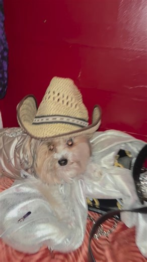 Gizmo loves going and watching shows! #dogsofinstagram #gizmo #dogoftheday #fl #fypシ | Tammy Hernandez