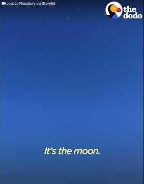 Dog Tries to Fetch The Moon | The Dodo
