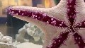 11 reactions | Starfish maneuver gracefully using many small tube-like feet beneath their arms, as brilliantly captured in this time-lapse video by Juliette Horn at the Frost Museum of Science. #starfish #starfishing #oceanwonder | Discvr Blog | Facebook