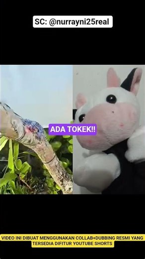 THERE'S A GECK ‼️