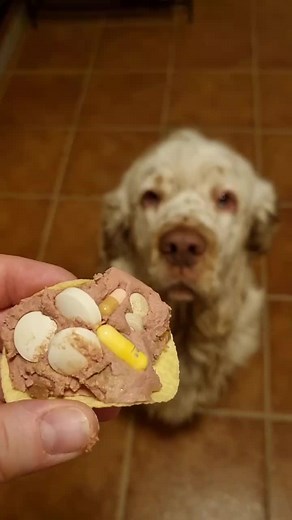 Supplements, anti-inflammatories and pain meds. Get well! #dogsoftiktok #clumberspaniel #peanutbutter #totallynormal