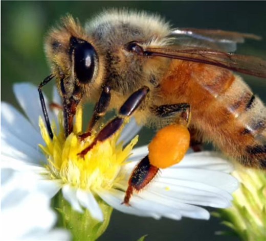 Doing 1 thing everyday until I beat bee swarm simulator#beeswarmsimulator #bss #whitehive #redhive #bluehive . . . . . not include: kill any mob that is not boss running use cannon get hive get field booster Use dispenser . . What i consider beat bss? Get every tool Get every planter Get every amulet . Not doing cus i also want to complete the challenge Not lvl 25 hive Not every sticker Not doing every quest infinitive times Not being placed in top 1 leaderboard