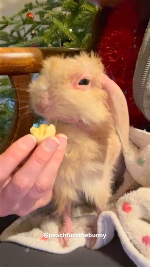 Peach the Bunny & Friends on Instagram: "Hi Peachykins! Here is a throwback of Peach eating a banana 🍌 from last December in 2024 🥰 I’m so glad I saved these videos! I hope all of you are having a wonderful day! Do something kind for someone ❤️ . . . . . About Peach: She was a Holland Lop with a rare genetic condition which causes balding. And we loved her just the way she was 🧡 #throwbackthursday #asmr #rabbit"