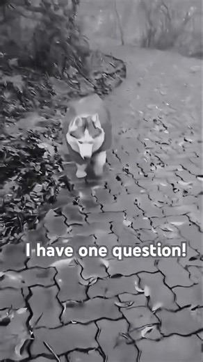 Will you? 🥺 #tiktok #trending #viral #fyp #ytshorts #dog #pets #cute #nature #friend #subscribe #yt
