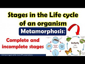 Stages in the life cycle of an organism Metamorphosis: Complete and Incomplete