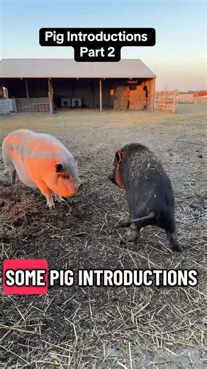 13 reactions | Amy Gutknecht Argo on Reels | Facebook