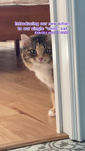 Mika and Mocha's Memorable First Meeting