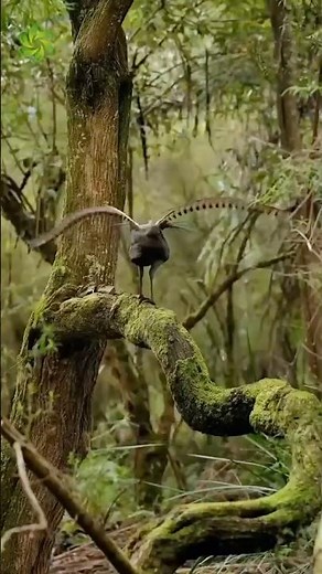 This Bird Sounds Like a Chainsaw 😱 | Amazing Lyrebird Facts