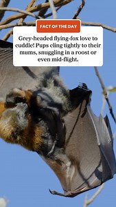 121K views · 452 reactions |  Did you know? Grey-headed flying-foxes (Pteropus poliocephalus) just love to cuddle! Pups will remain snuggled against their mother in a roost or even mid-flight. Grey-headed flying-foxes are a vulnerable species in NSW. Comment the bat emoji “驪” to receive an article in your DMs about flying-fox conservation.  Alex Pike #SavingOurSpecies #PollinatorWeek #AusGeo #BabyAnimal #FlyingFox #Bat | Australian Geographic | Facebook