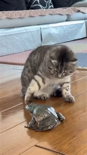 BundleBiome on Instagram: "That sound isn’t random or the frog “screaming in pain.” Some frog species make loud distress calls when they’re touched or suddenly feel threatened. It’s a built-in defence response. The noise can startle predators, make the frog seem harder to handle, or cause just enough hesitation for the predator to loosen its grip or back away. Even a brief pause can give the frog a chance to escape. What’s interesting is that this isn’t aggression at all. The frog isn’t trying t