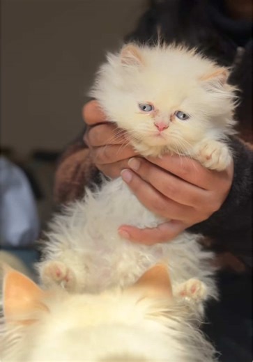 Caring for Your Healthy Blue Eyed Kitten