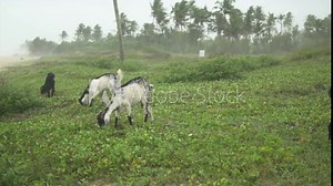 carmona goats grazing grass in this Indian meadow field, Goa.