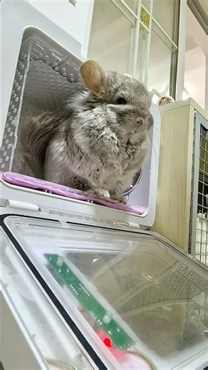 My Chinchilla Thinks He's an Owl?! 🦉 #龙猫 #pets #饲养员日常