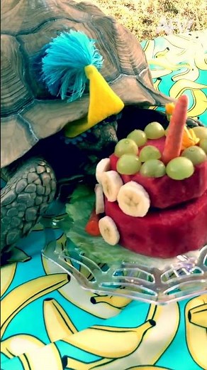 Bro was HYPED for his cake 🎂🐢 #afv #turtle #funny #shorts