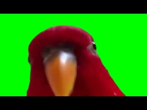 Red Bird Laughing Meme Green Screen