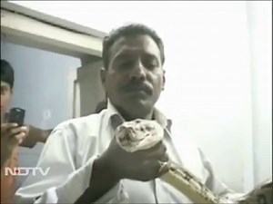 10-foot python captured by snake charmers