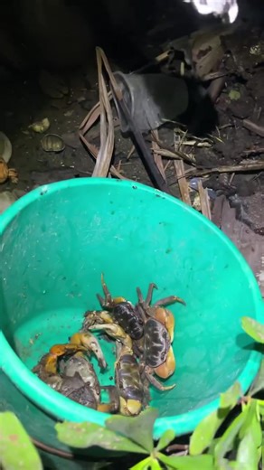 Crab hunting at night 🦀🦀😲😲#fyp #satisfying #harvest #fishing #fypシ ,#fishtrap #fishhunting #life #fishingvideo #funny #bigfish #unique_fishing #fish_hunting #fishing_video