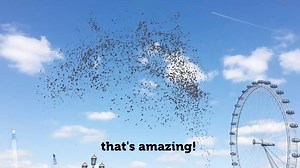 Are aliens sending us a message using birds? | BirdLife International