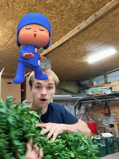 Pocoyo #цветы #цветыдлядома #флорист #flowers #сорт #фермер #tulip #магияфлористики #садоводничество