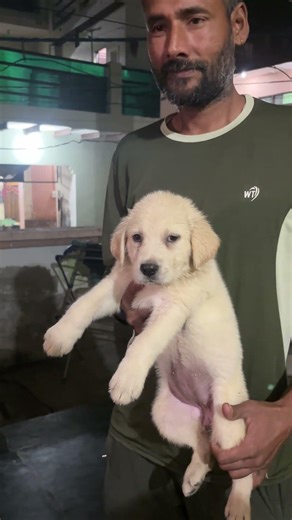 Labrador female sold out #shortsfeed #puppy #trending #trendingshorts #youtubeshorts #puppy