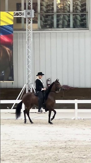 Want to learn more about the Paso Fino Breed of Horse?
