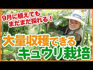 家庭菜園や農園で9月栽培開始でも大量収穫できる！秋のキュウリ栽培！