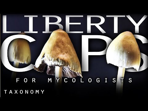 Liberty Caps for Mycologists: A Detailed Guide to Psilocybe Semilanceata Taxonomy