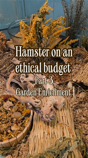 How to get FREE Hamster Enrichment from your Garden 🍓🍇🌿 | Hamster on a Budget 🙌