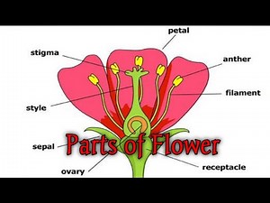 Structure of flower - Getting to know plants NCERT class 6 Science (part 7)