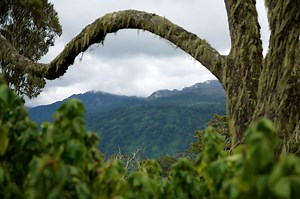 Rwenzori Mountains National Park