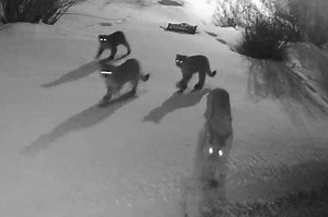 Mountain lions caught stalking town in chilling Ring camera footage