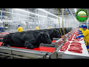 Millions of Angus Cattle Processed in America’s Hidden Food Factory