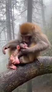 Monkey baby and mom #monkey #animals #reels #cute #monkeys #baby | Amit Kumar Sahoo