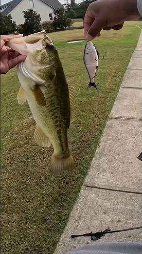 Best Pond Swimbait for Largemouth Bass - Berkley Chop Block