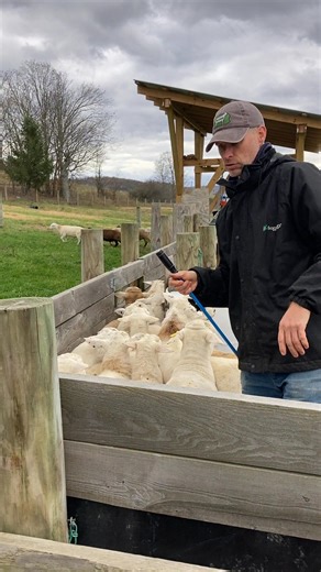 Here is our sheep-working setup as of today. We do heavily utilize the Ritchie Combi Clamp at the end of the chute. But the solid 8'x14' crowd pen at the chute entrance gives us lots of flexibility. We can use it for examinations/treatments, and it also acts like the primer bulb on your weed eater-- giving us an easy way to start the flow into the chute, which can then continue uninterrupted. Check it out! 👇 PA Lamb Farm Mansfield, PA "Growing quality lambs, diligent hands, and grateful hearts.
