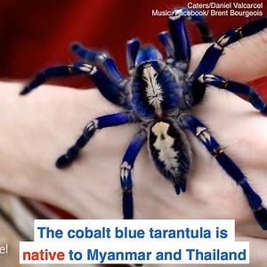 This tarantula is absolutely stunning! 😲🕷️ | Daily Mail US