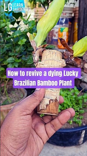 How to revive a dying Lucky Brazilian Bamboo Plant #bambooplants