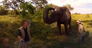 Fashionista Elephant Snags Tour Guide’s Hat And Puts It On Its Head For Size