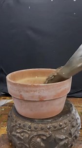 I found the most expensive Bonsai Neem tree in the jungle | Trees Plants Info | Facebook